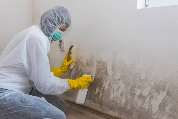 Best Mold Removal for HVAC Installations  in Taylorvle, IL