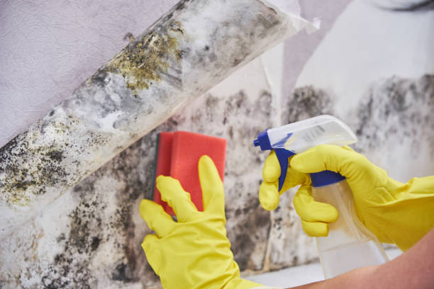  Taylorvle, IL Mold Removal & Remediation Pros